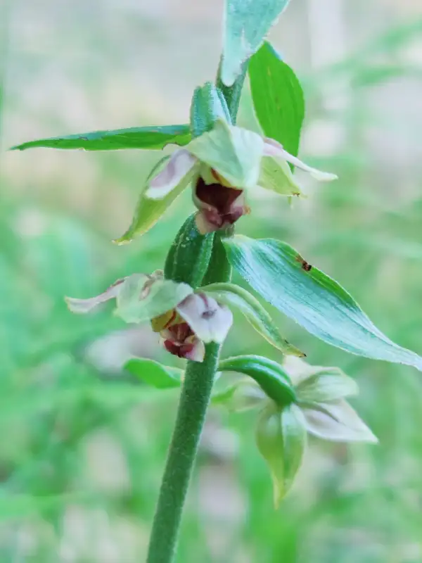 Blumen: Breitblättrige Stendelwurz - Epipactis helleborine
