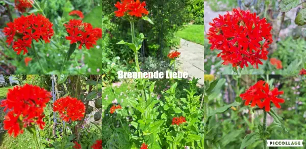 Blumen: Brennende Liebe