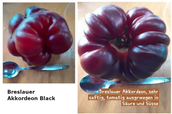 Tomaten: Breslauer Akkordeon Black