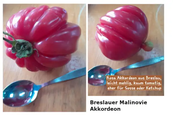 Tomaten: Breslauer Malinovie Akkordeon