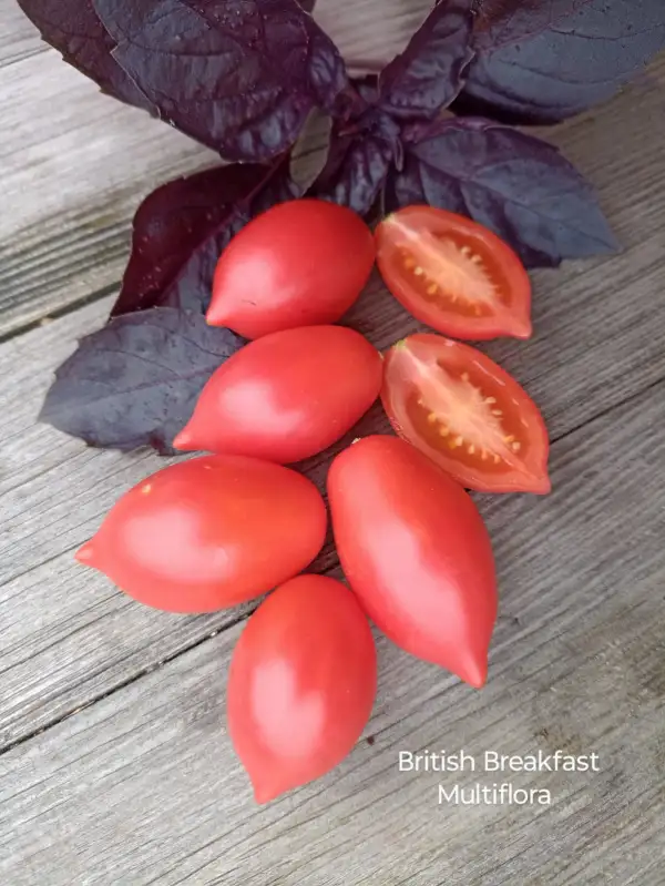 Tomaten: British Breakfast