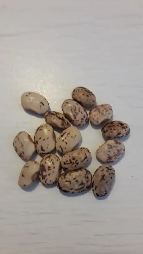 Bohnen: Brizzolo Toscana