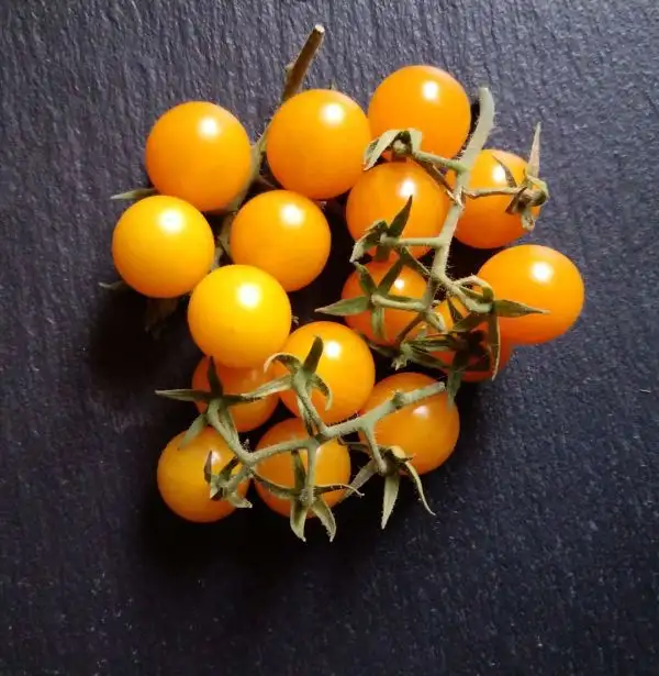 Tomaten: Broad Ripple Yellow Currant