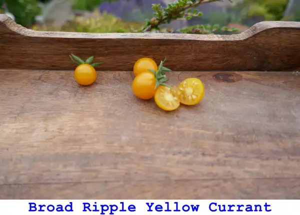 Tomaten: Broad Ripple Yellow Currant