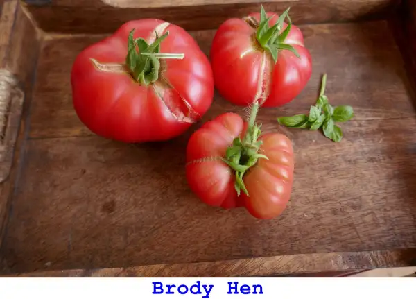 Tomaten: Brody Hen (Klusha)