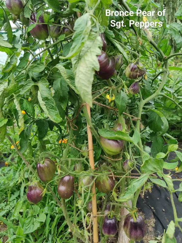 Tomaten: Bronce Pear of Sgt Pepper