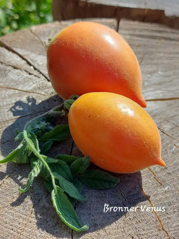 Tomaten: Bronner Venus