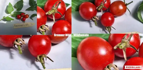 Tomaten: Bronner Wild - Wildtomate