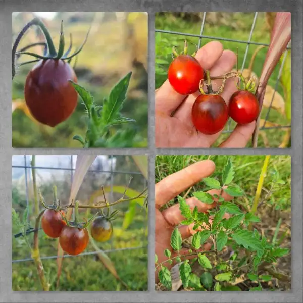 Tomaten: Bronner Wild