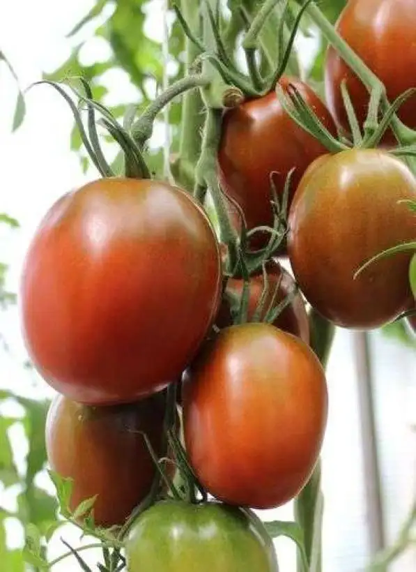 Tomaten: Bronza