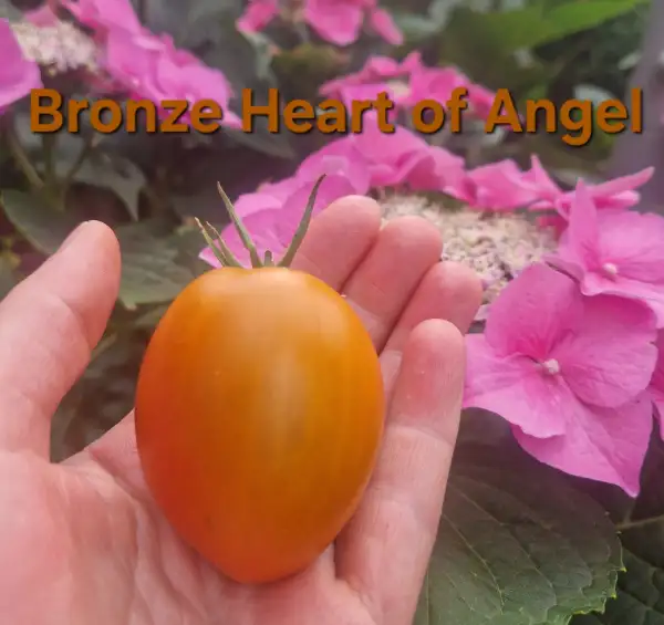 Tomaten: Bronze Heart of Angel