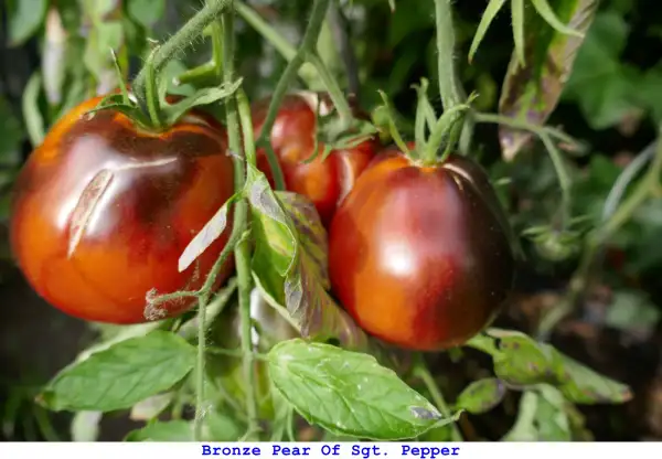 Tomaten: Bronze Pear Of Sgt. Pepper