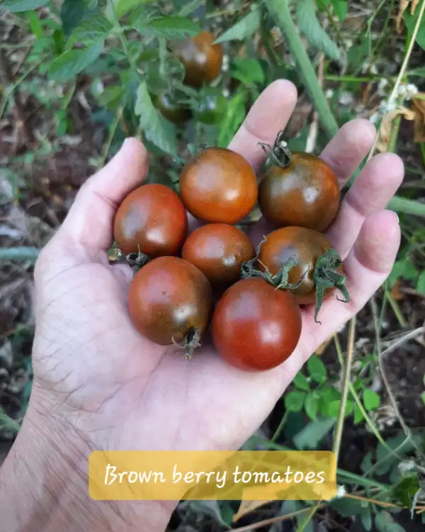 Tomaten: Brown berries cherry tomatoes