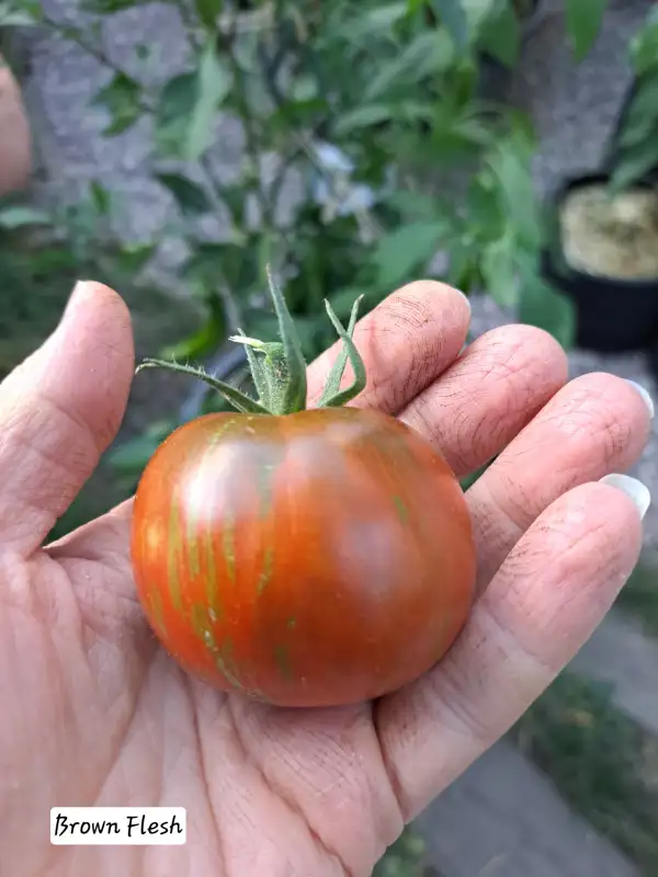 Tomaten: Brown Flesh 2025