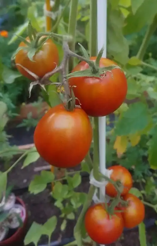 Tomaten: Brown Hrusha Chorna