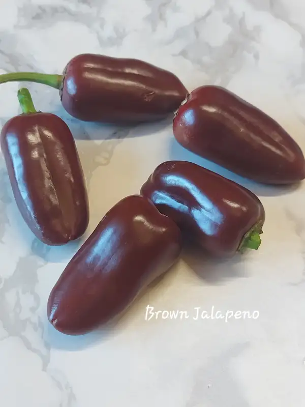 Chili / Paprika: Brown Jalapeno