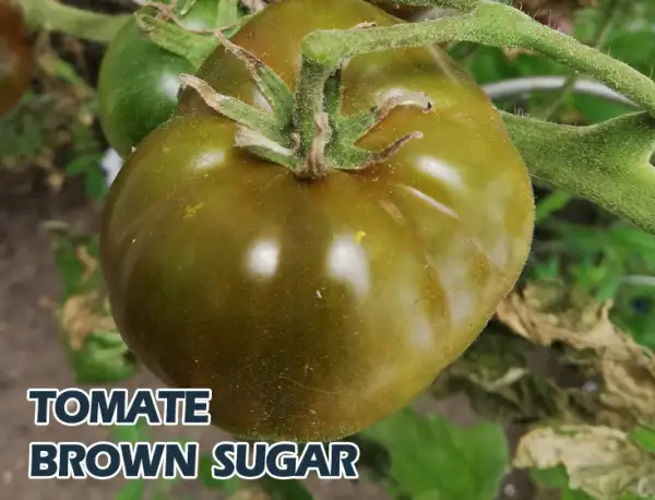 Tomaten: Brown Sugar
