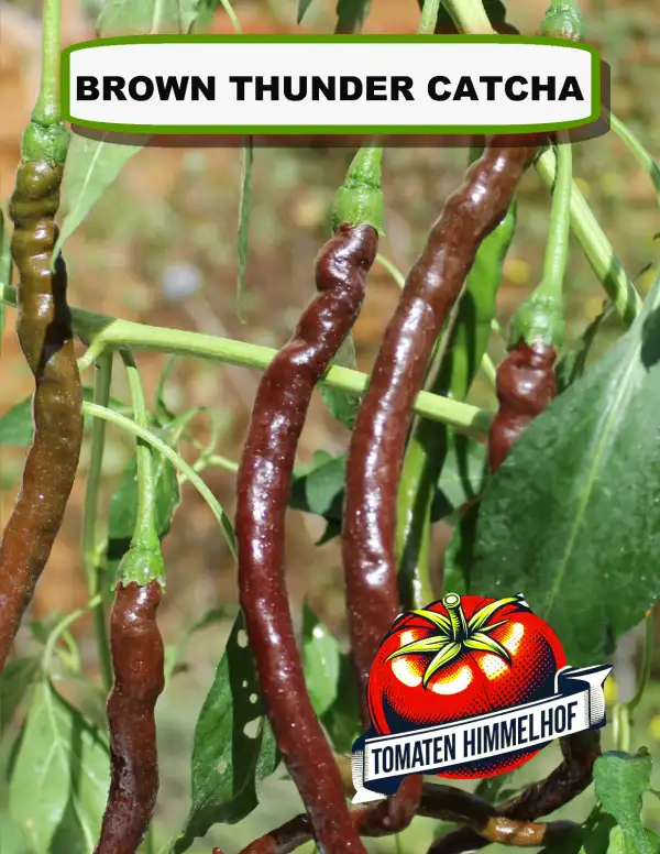 Chili / Paprika: Brown Thunder Catcha