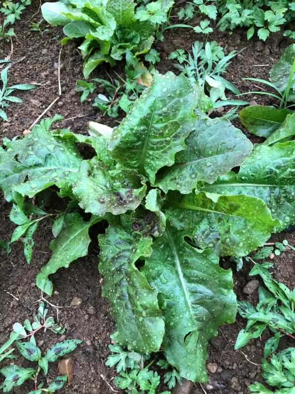 Salate: Brune de Gascogne