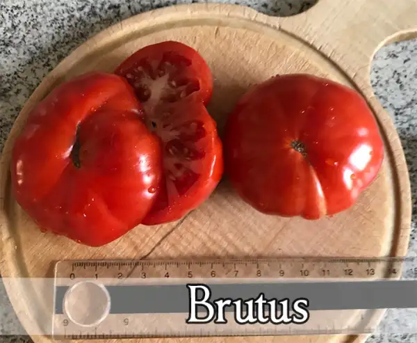 Tomaten: Brutus