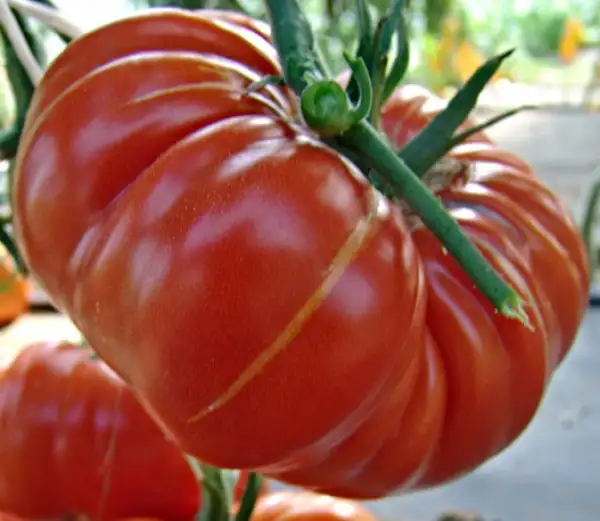 Tomaten: Brutus