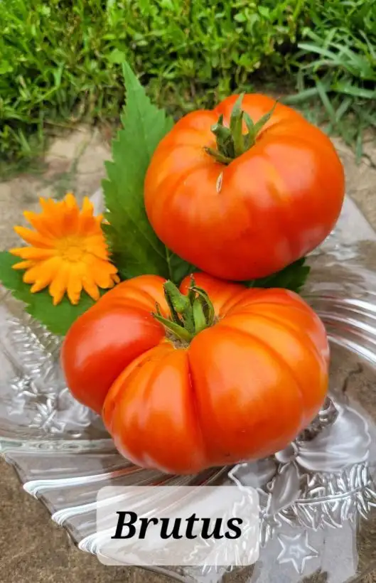 Tomaten: Brutus