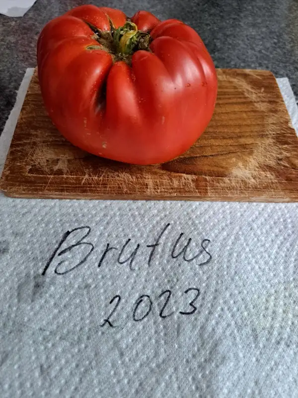 Tomaten: Brutus