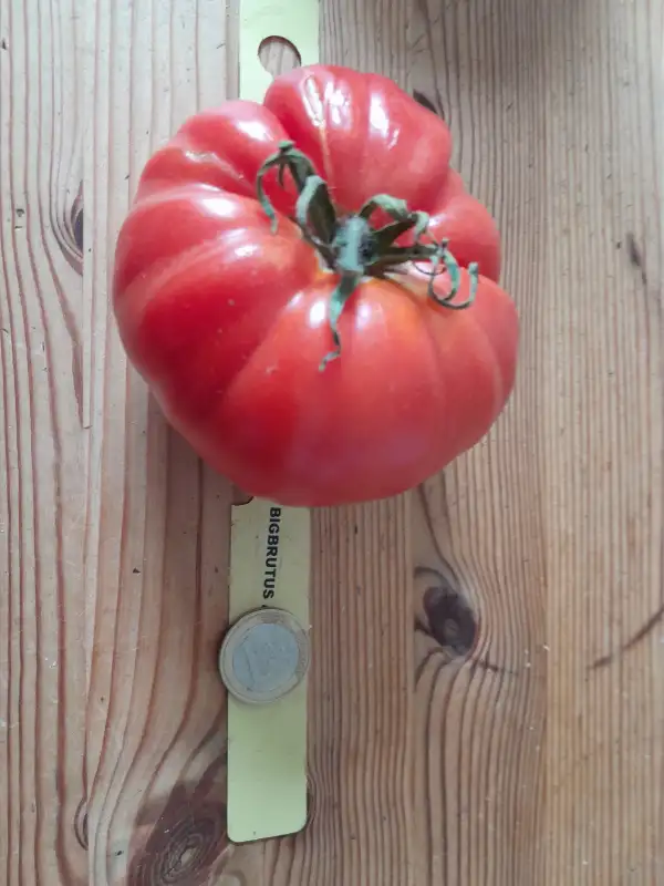 Tomaten: Brutus Fleischtomate