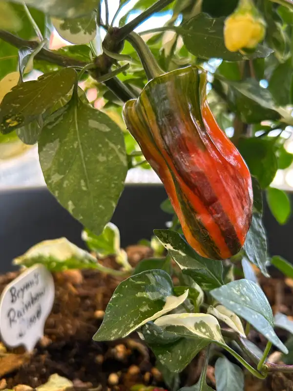 Chili: Bryan‘s Rainbow Blood