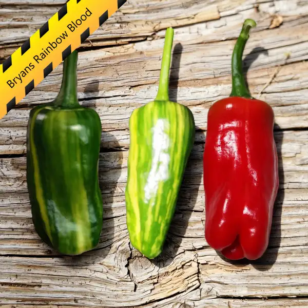 Chili: Bryans Rainbow Blood