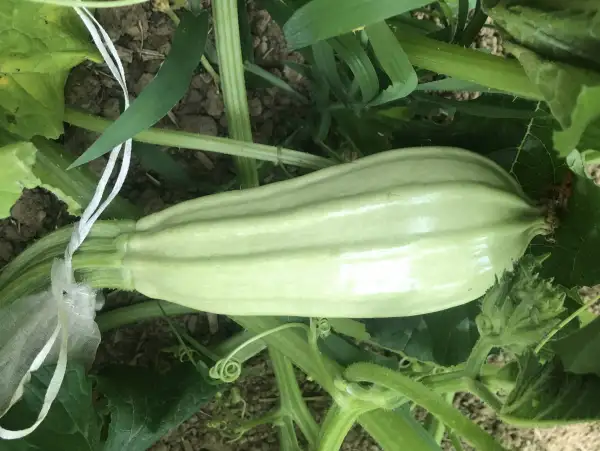 Zucchini: Bubango Cumplido de Tenerife