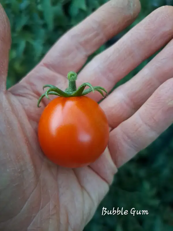 Tomaten: Bubble Gum 2025