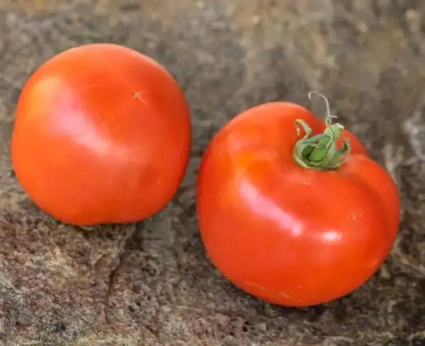 Tomaten: Bubble Gum Dwarf