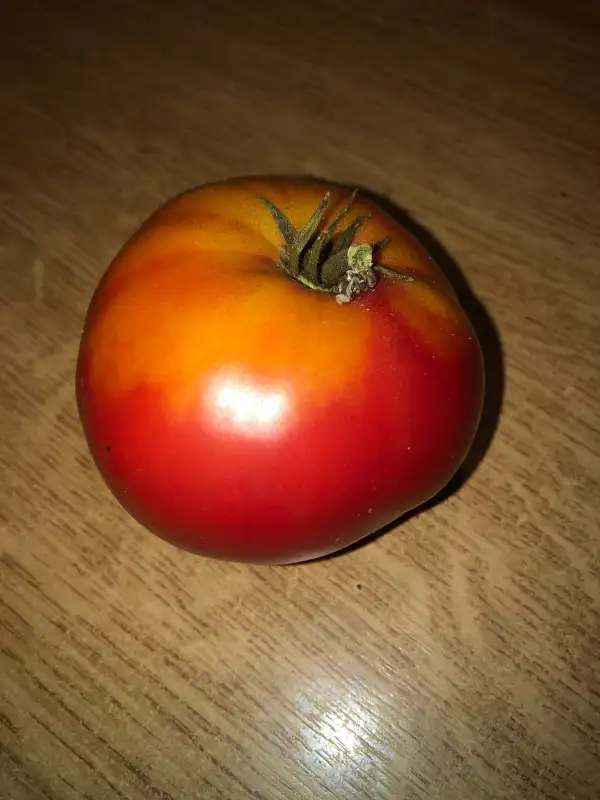 Tomaten: Bubblegum