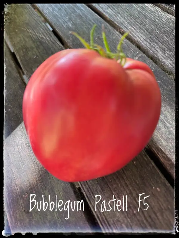 Tomaten: Bubblegum Pastell Herztomate Kuckuck von Stefan Mack