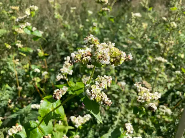andere Gemüse: Buchweizen