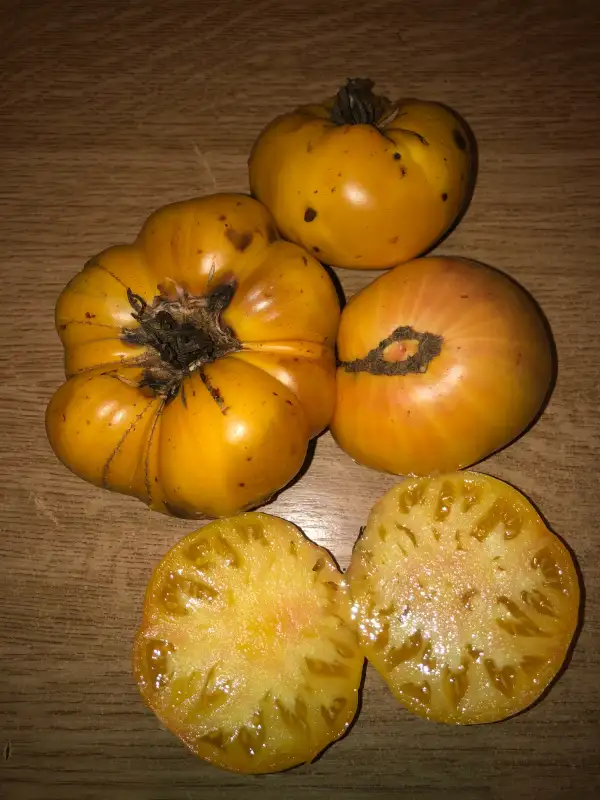 Tomaten: Buckeye Yellow