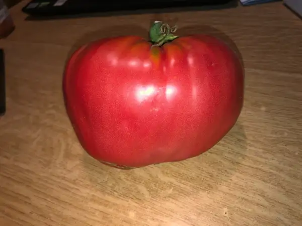 Tomaten: Budonovka Rozovaya