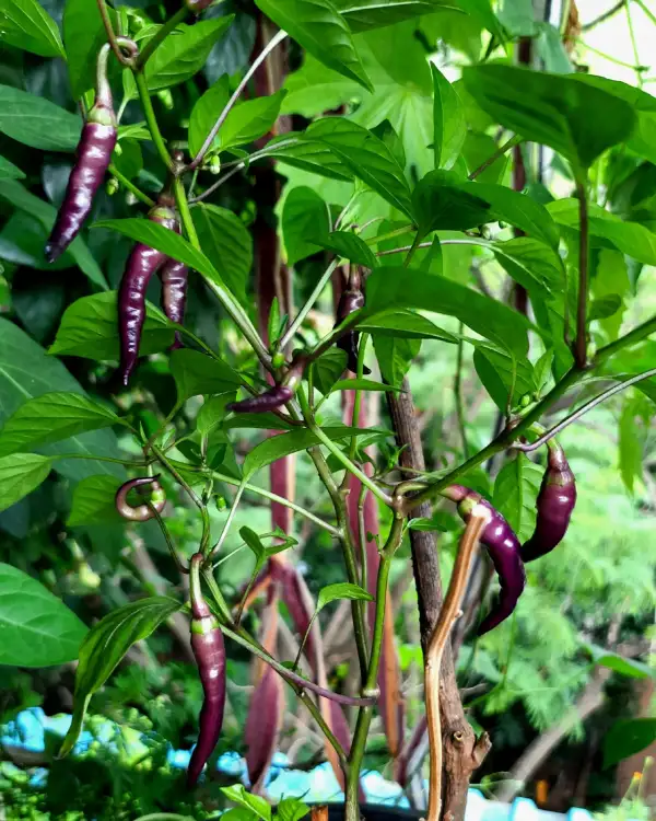 Chili / Paprika: Buena Mulata