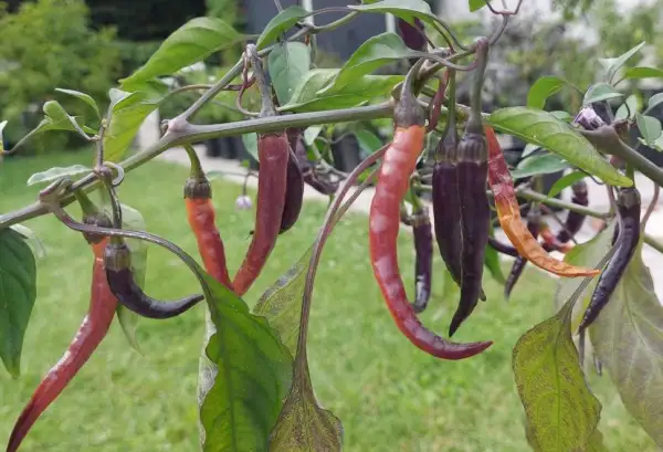 Chili / Paprika: Buena Mulata