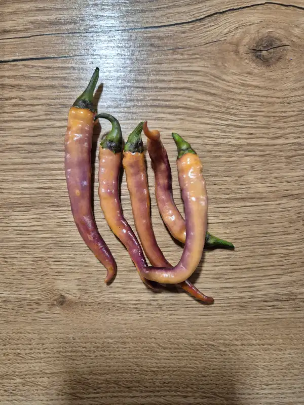 Chili / Paprika: Buena Mulata