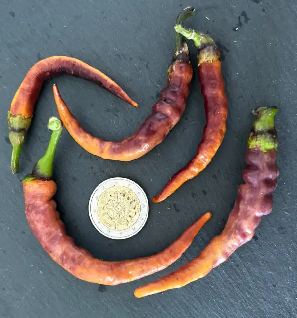 Chili / Paprika: Buena Mulata