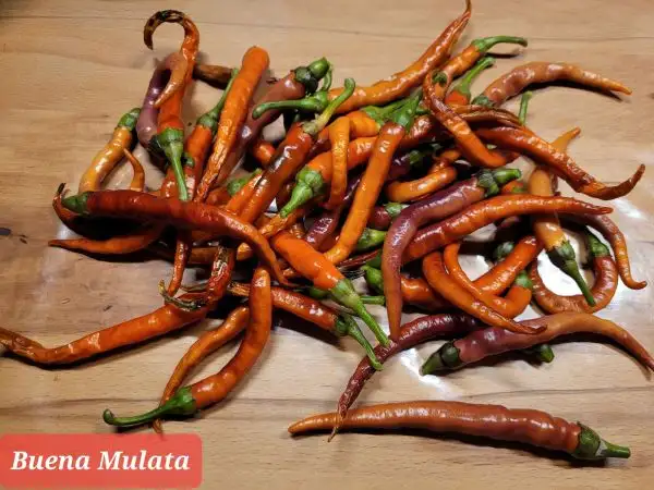 Chili / Paprika: Buena Mulata