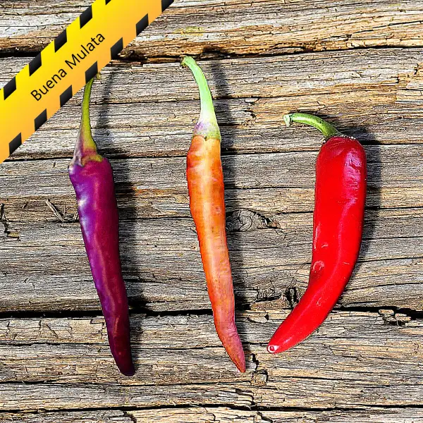 Chili: Buena Mulata