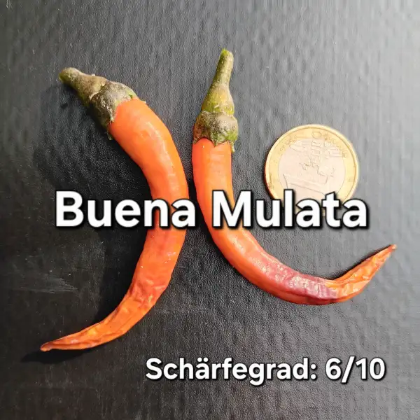 Chili / Paprika: Buena Mulata (Schärfegrad 5)