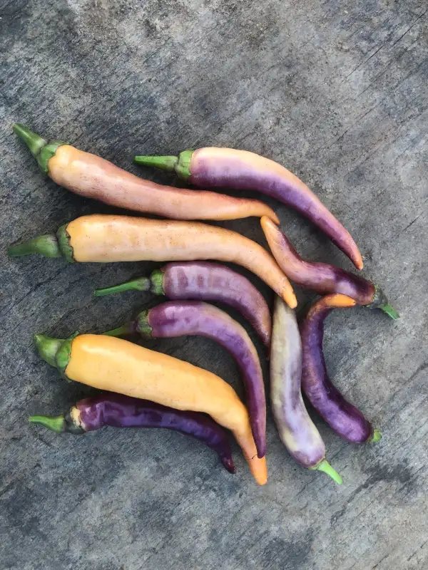 Chili / Paprika: Buena Mulatta