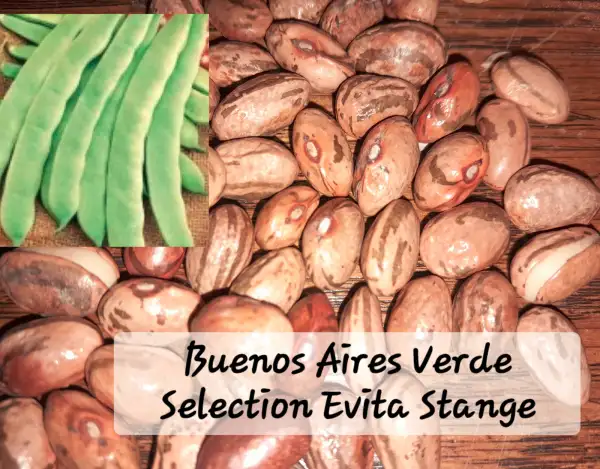 Bohnen: Buenos Aires Verde Selection Evita