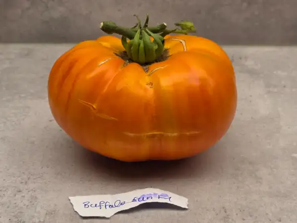 Tomaten: Buffalosun F2