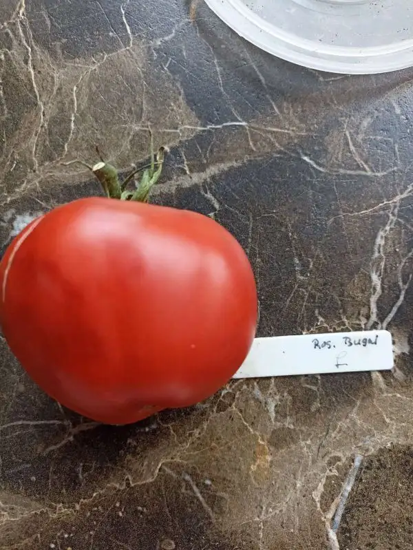 Tomaten: Bugaj rosovij