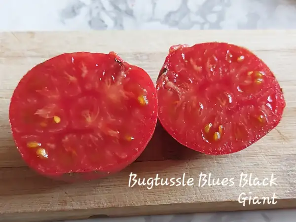 Tomaten: Bugtussle Blues Black Giant